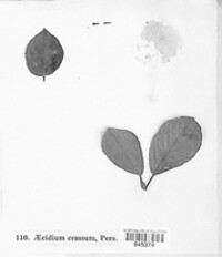 Puccinia coronata image